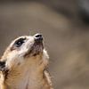 Erdmännchen von De fotograafer