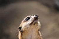 Meerkat