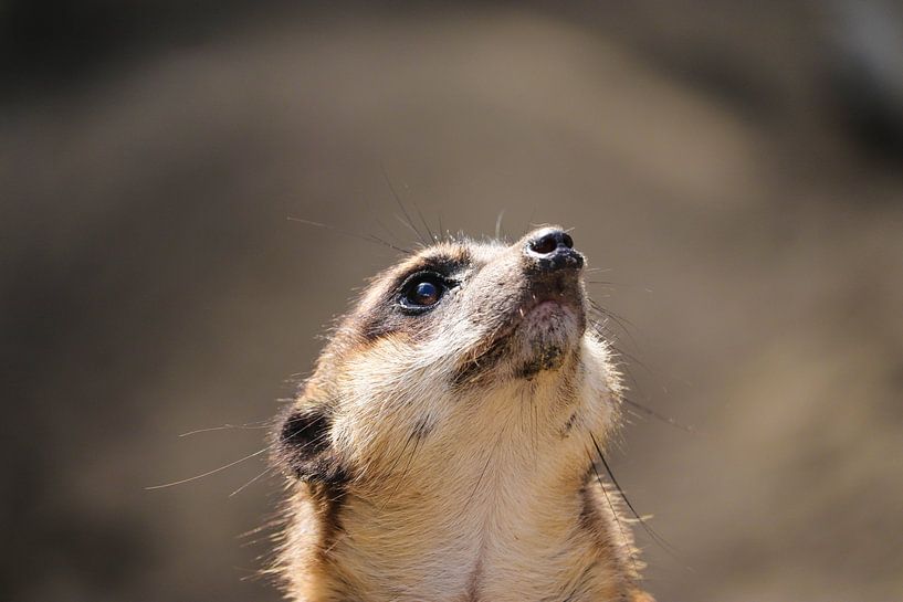 Stokstaartje van De fotograafer