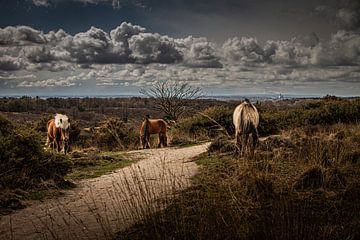 Wilde paarden van Comitis Photography & Retouch