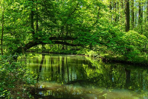 Landschaft im Spreewald bei Lübbenau