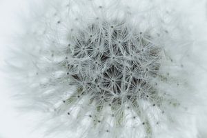 dandelion van Carla Mesken-Dijkhoff