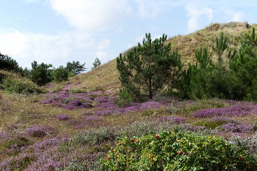 Purple fairytale trail on Vlieland