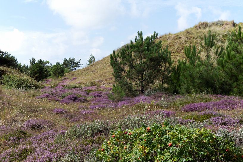 Purple fairytale trail on Vlieland by Margot van den Berg