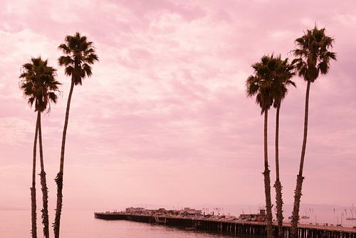 Palmbomen bij zonsondergang Santa Cruz pier, Californië, USA