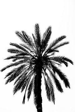 Palmboom in Sicilië | Italië van Photolovers reisfotografie