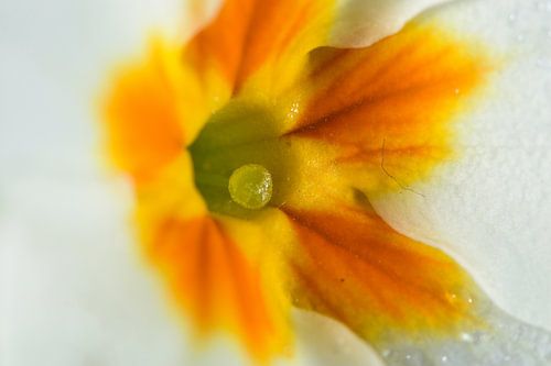 Coeur jaune d'une fleur blanche