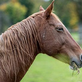 Een paard van Dirk Herdramm