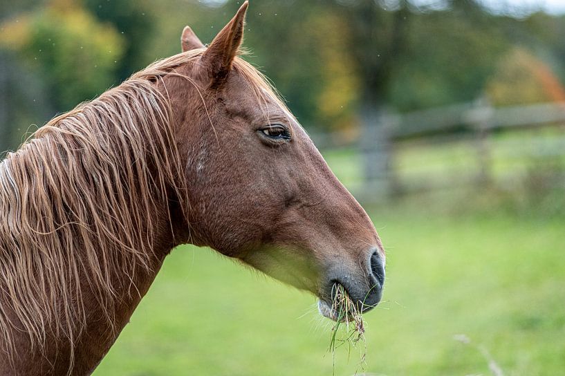 Ein Pferd von Dirk Herdramm