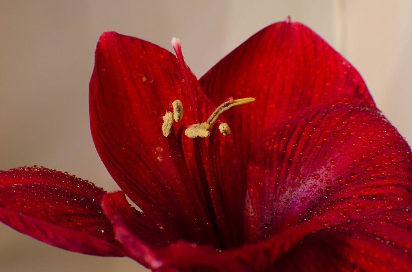 amarilles par Eugene Lentjes