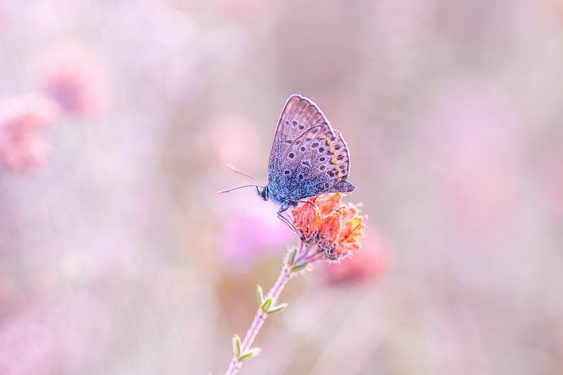 Heather Blue by Samantha Rorijs