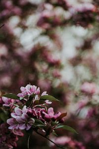 Rosa Frühlingsblüte | Arnheim, Holland