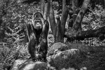 Enorme gorilla ( volwassen westelijke laagland gorilla ) - Alpha Male van Chihong