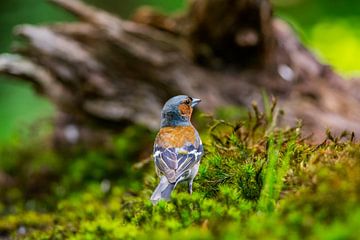 Chaffinch in the woods by Mario Visser