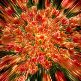 Éclaboussure florale de tulipes rouges et jaunes sur Olaf Kramer