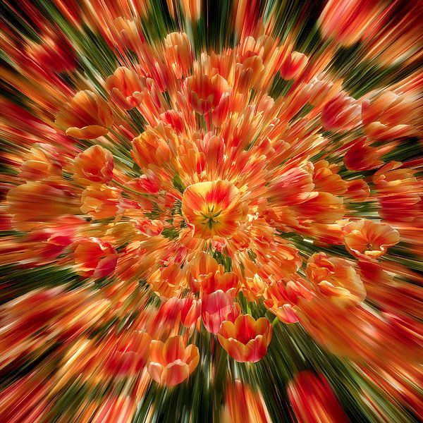 Floral splash red yellow tulips van Olaf Kramer
