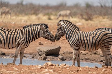 Afrikaanse zebra's met de koppen tegen elkaar gedrukt van Patrick Groß