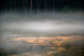 Deer rut by Stijn Smits