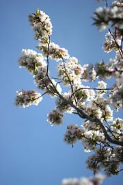 Blüte