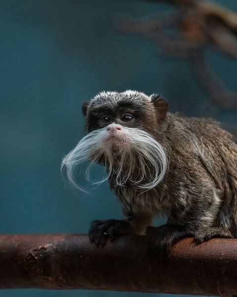 Imperial Tamarin by Liliane Jaspers
