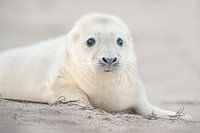 Grijze Zeehond  pup op het strand in de Waddenzee in de winter