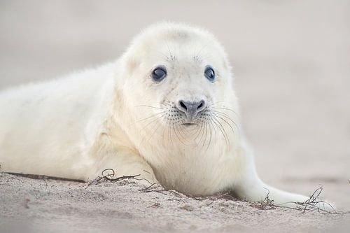 Grijze Zeehond  pup op het strand in de Waddenzee in de winter