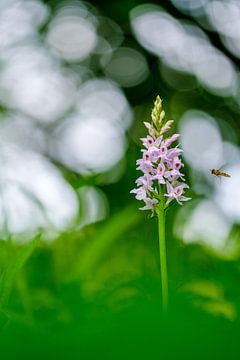 Waldorchidee mit Schwebfliege von Francis Langenbick