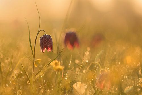 Goldblume