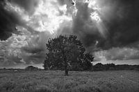eenzame boom en naderend onweer