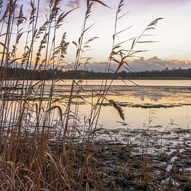 In het hoge riet van Marian Schepens