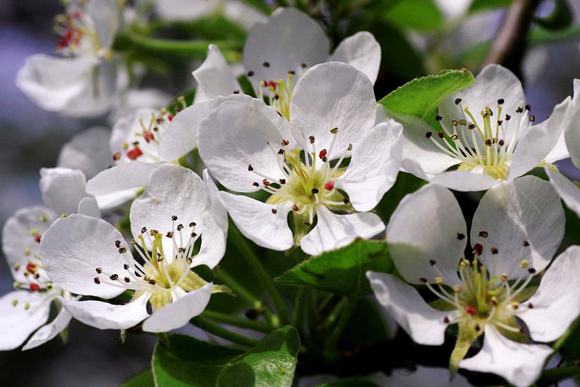 Apple Blossom by Jolanta Mayerberg