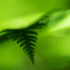 Uit het groen van Margreet Boersma