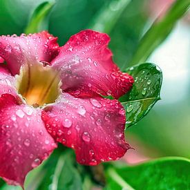 Wüstenrose im Regen von Eduard Lamping