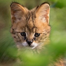 Serval kitten
