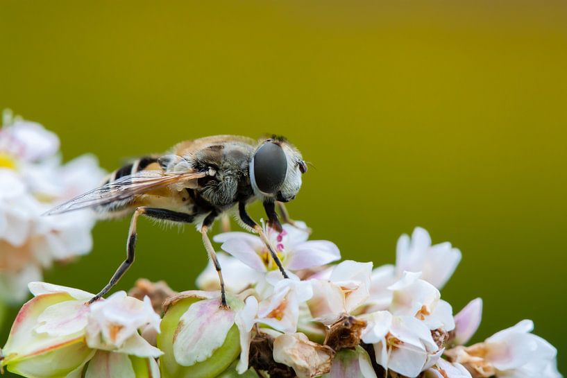 Schwebflieg von Evelyne Renske