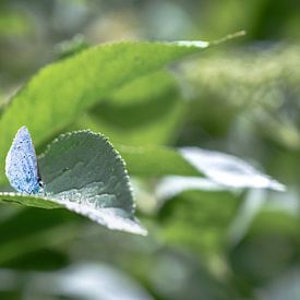 Zwergblau auf einem Blatt von Jaimy Leemburg Fotografie