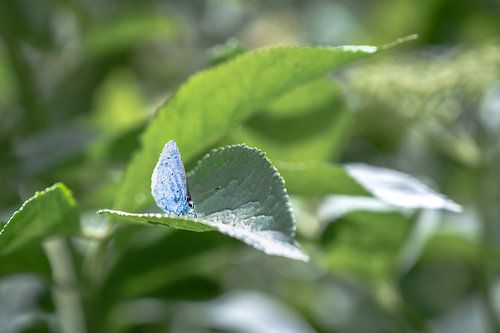 Zwergblau auf einem Blatt von Jaimy Leemburg Fotografie