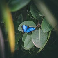 Blue butterfly Morpho peleides BLUE MORPHO