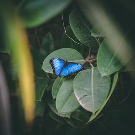 Blauer Schmetterling Morpho peleides BLUE MORPHO von Rick Wiersma