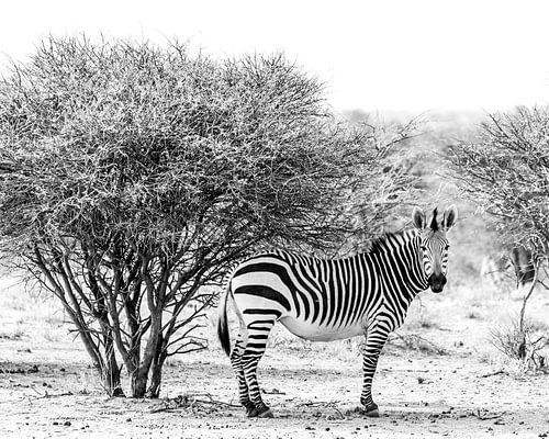 Zebra onder een struik in zwart wit | Wildlife Natuurfotografie Afrika