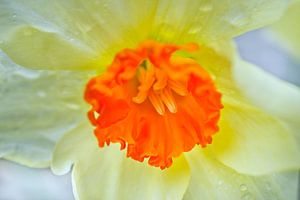Gelbe Narzisse mit orangefarbener Mitte