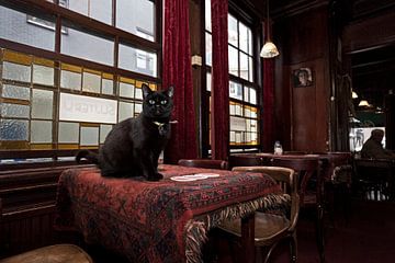 Pubcat, Amsterdam by Robert van Willigenburg