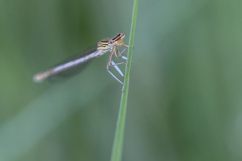 Breedscheenjuffer van Karin van Rooijen Fotografie