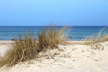 Dunes von Ostsee Bilder