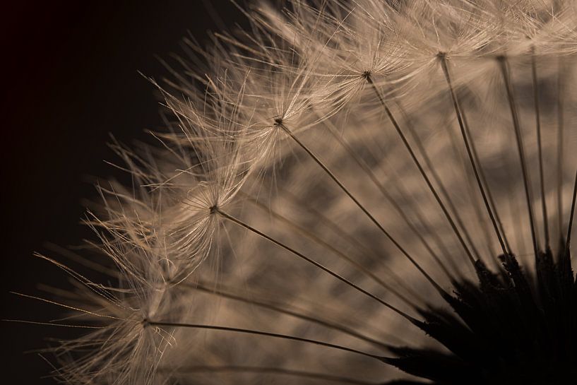 Light in the fluff ball by Marjolijn van den Berg