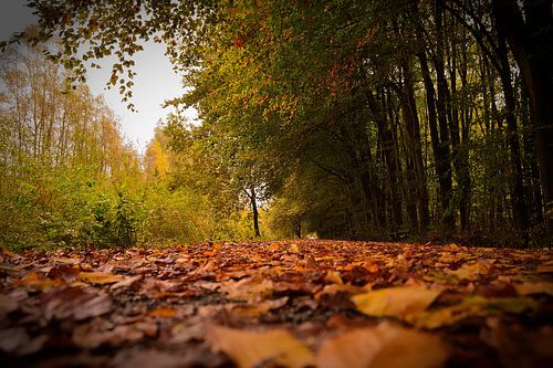 Herfstkleuren