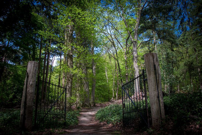 Metal gate in the forest by Suzanne Schoepe
