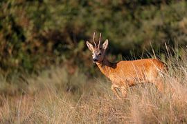 Rehbock (Capreolus capreolus) von Dirk Rüter