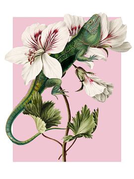 Iguana in Pelargonium van Marja van den Hurk