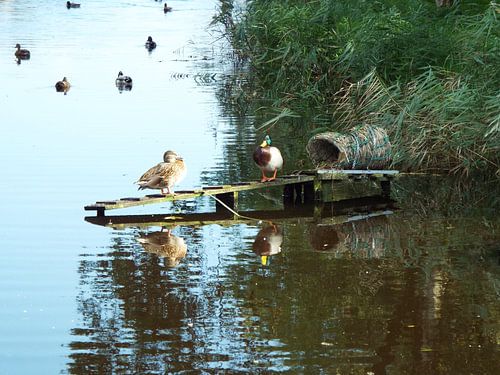 Eenden te water sur Janneke de Jong